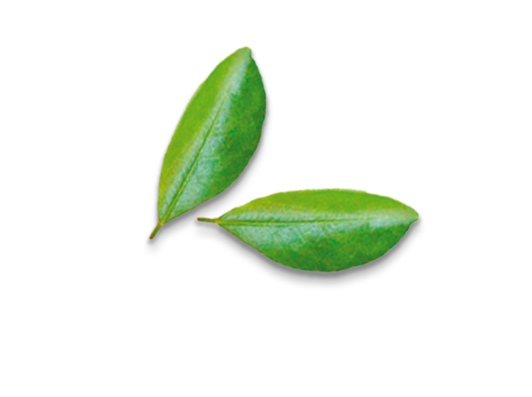 Decorative Leafs