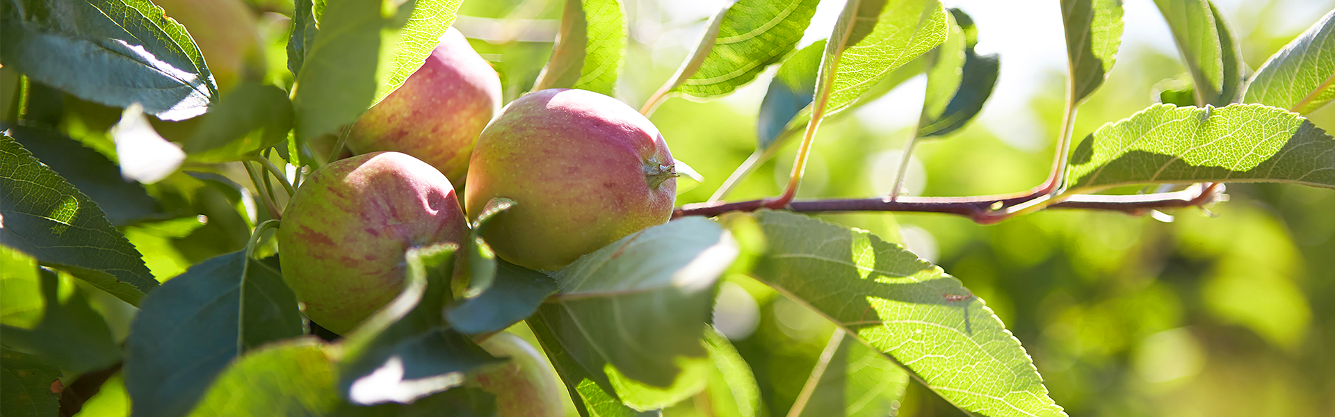 Apples
