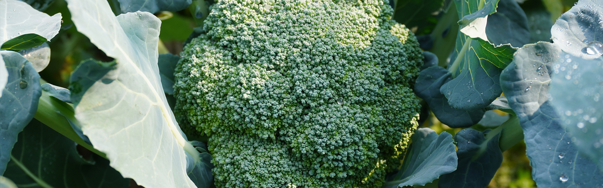 Broccoli
