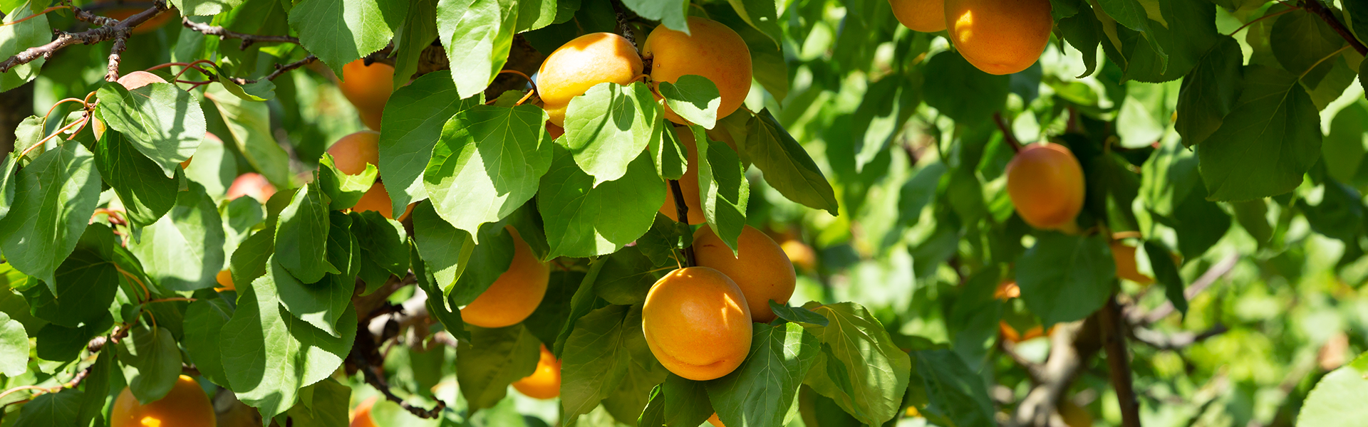 Peaches