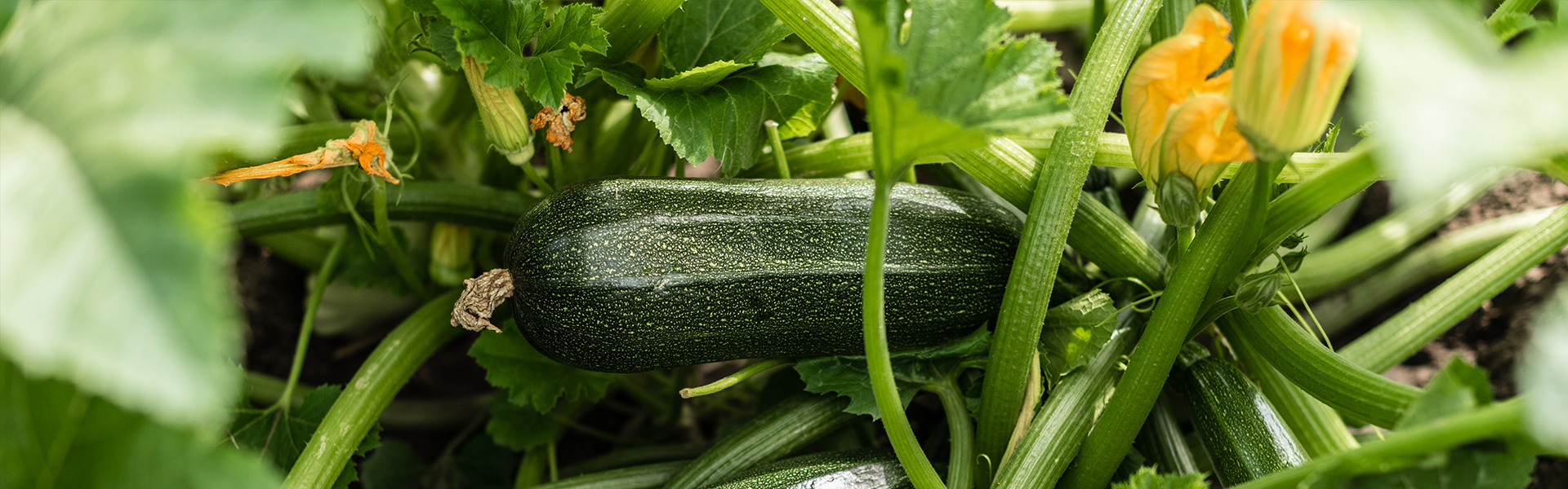 Zucchini
