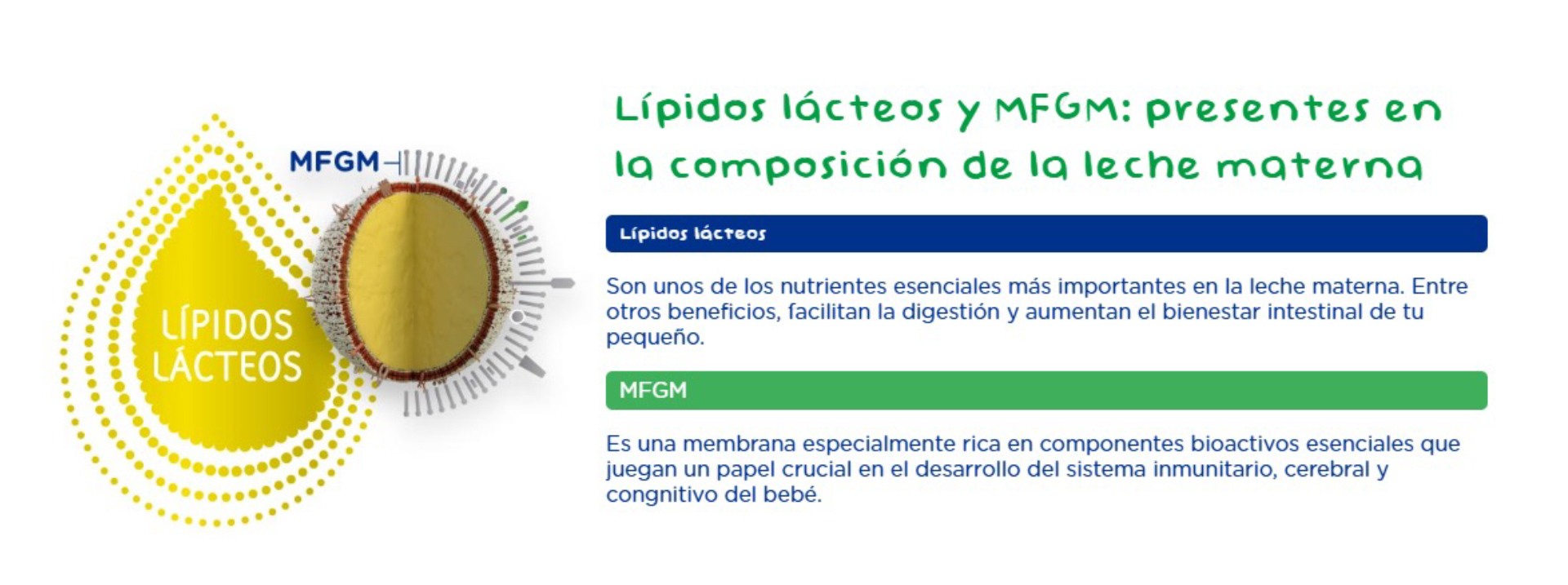Lipidos Lacteos y MFGM